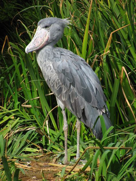 San Diego Zoo Safari Park | Nairobi Village - Shoebill Stork… | Flickr