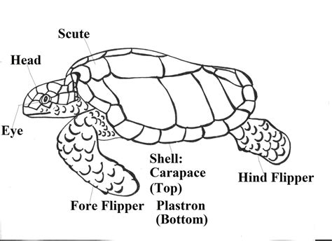 Parts of a Sea Turtle - Sea Turtles