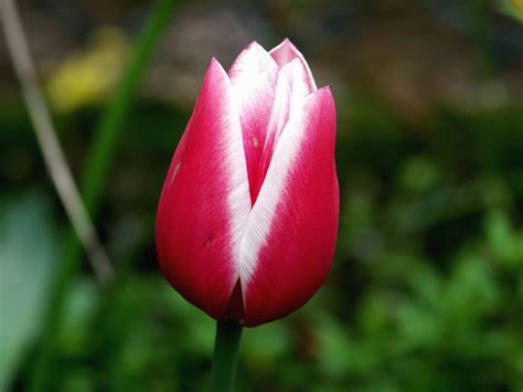 Image libre: Bourgeon, fleur, pétales, plante, jardin, tulipe