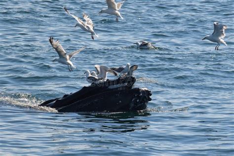 Humpback whale feeding stock image. Image of bank, feeding - 75628923