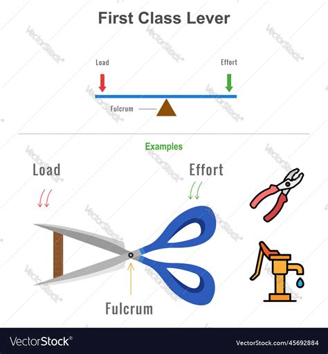 First class lever with the examples Royalty Free Vector