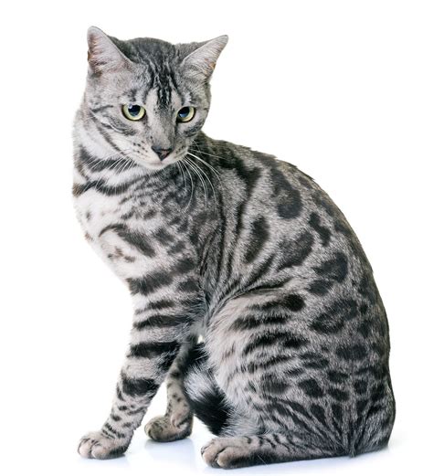 Bengal Cat Names - 200 Ideas For Naming Your Male or Female