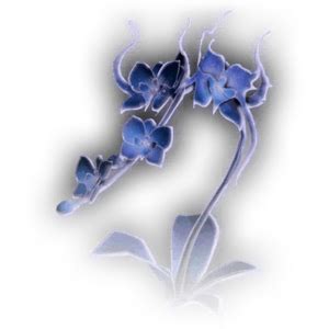 Night Orchid - bg3.wiki