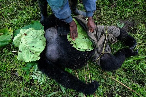 Saving Congo's Gorillas: A Refuge for Species Under Threat | Time