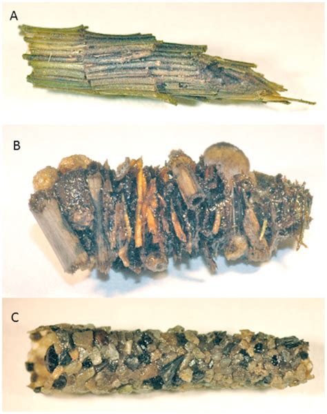 Trichoptera Larvae Casing