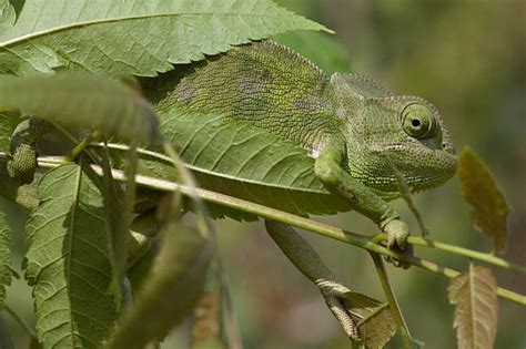 13,100+ Chameleon Camouflage Stock Photos, Pictures & Royalty-Free Images - iStock