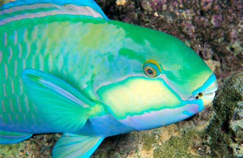 Parrotfish | The Biggest Animals Kingdom