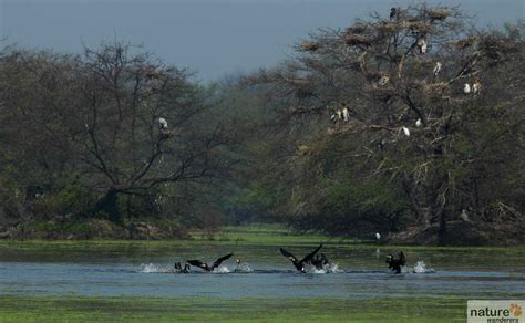 Keoladeo National Park - Best Time To Visit | Indian National Parks | Wildlife Photography ...