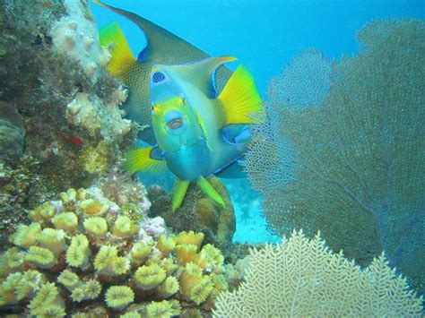 Snorkeling in PLAYA DEL CARMEN with Dressel Divers