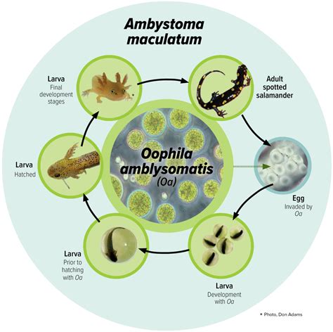 Yellow Spotted Salamander Life Cycle