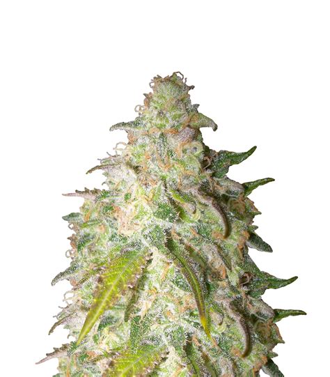 Royal Queen Seeds | Sour Diesel Seeds | Green Parrot