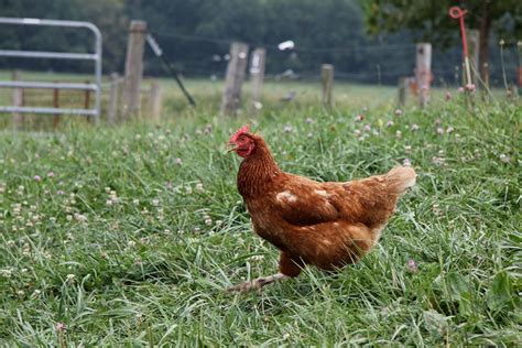 Organic Farm Hens - Members Albums Category - Green Blog