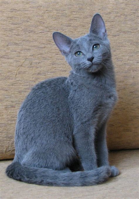 83 best "Love My Russian Blue Cats" images on Pinterest | Animals, Kitty cats and Russian blue cats