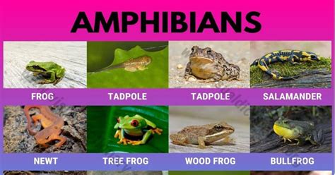 Amphibians: 15 Common Names of Amphibians | Great List of Amphibians ...