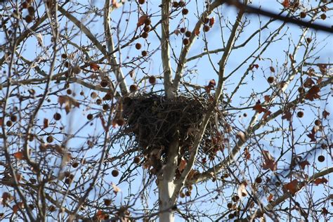 Red Tail Hawk Nest