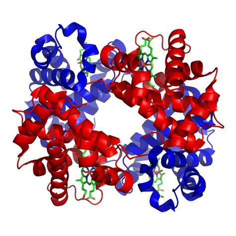 Hemoglobin - Wikipedia