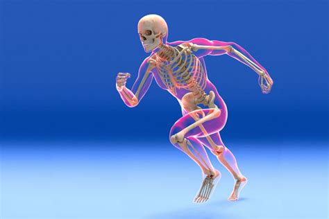 Skeletal System Function and Components