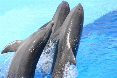 Jumping dolphins stock image. Image of atlantic, beached - 1003923