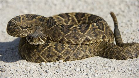 Is The Eastern Diamondback Rattlesnake Endangered?