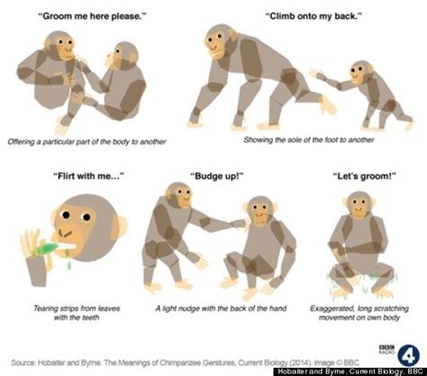 World's First 'Dictionary' Of Chimp Gestures Created By Scientists In Scotland | HuffPost