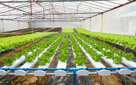 Hydroponics Farming Technology - Advantages and Benefits - Cultivation Of Crops