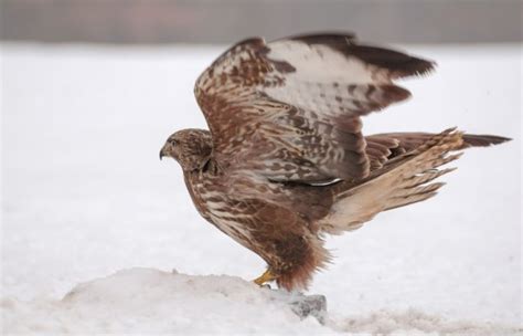 Vulture eating — Stock Photo © bertys30 #19700563