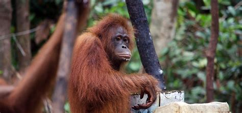 Gallery – Orangutan Foundation International