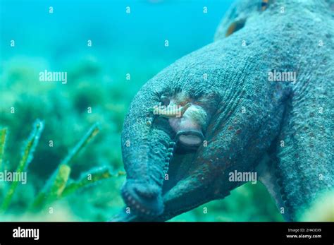 Octopus arm regeneration hi-res stock photography and images - Alamy