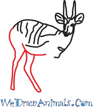 How to Draw a Bushbuck