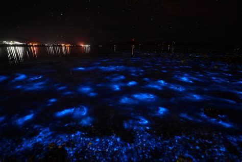 The Best Time to Go to Puerto Rico's Bioluminescent Bays | Puerto Rico ...