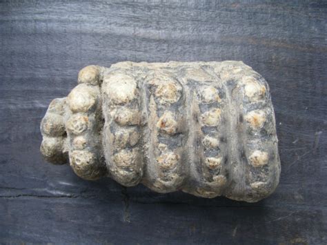 #28 Stegodon Molar FOSSIL FOSSILS Teeth Dinosaur Asia For Sale | Antiques.com | Classifieds