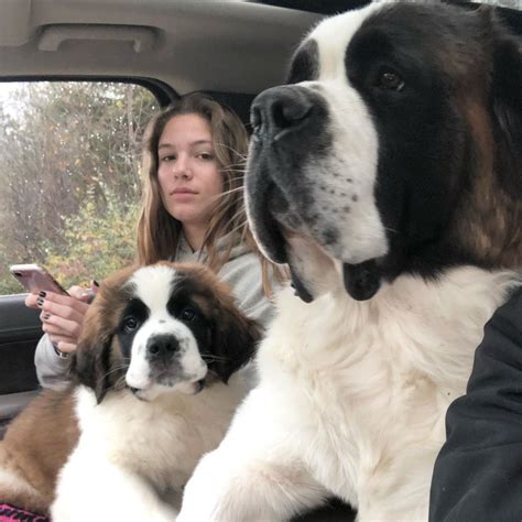 14 huge facts about massive saint bernards – Artofit