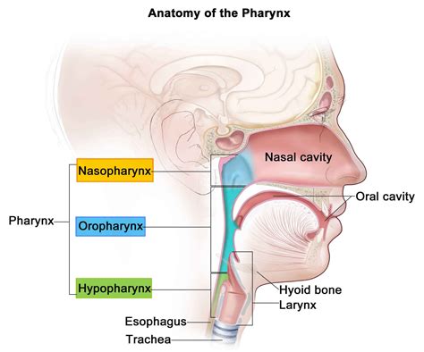 Pharynx And Larynx Diagram | Images and Photos finder