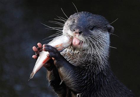 Otter Eating Fish – 1Funny.com