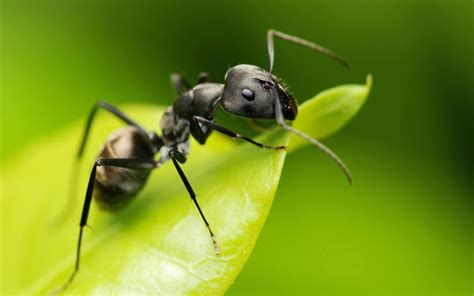 animals, Ants, Insect, Camponotus, Hymenoptera, Macro Wallpapers HD / Desktop and Mobile Backgrounds