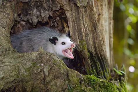 10 Opossum Facts That Will Stump You | Assorted Animals