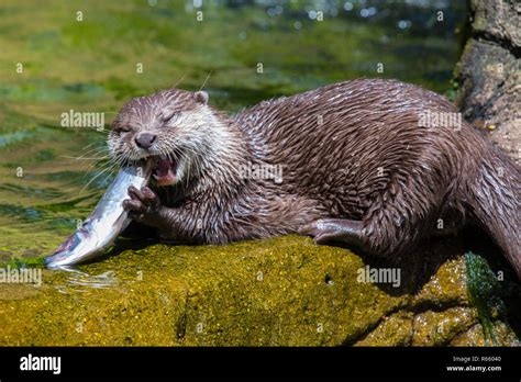 An Otter eating a fish Stock Photo - Alamy