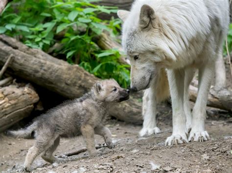 Wolf Pups And Mother