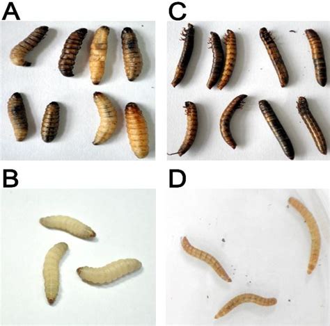 Larvae Identification