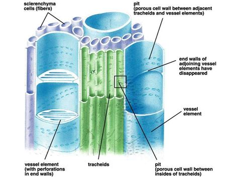 [DIAGRAM] Tracheids Pits Vessel Elements Xylem Cells Diagram - MYDIAGRAM.ONLINE