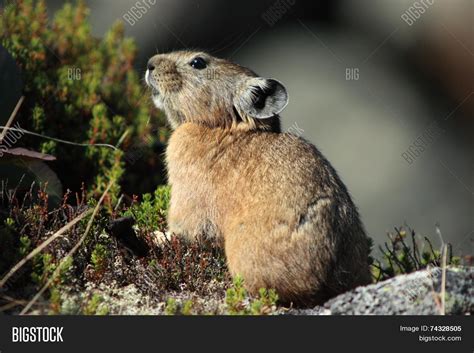 Pika Rocky Habitat Image & Photo (Free Trial) | Bigstock