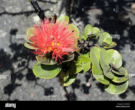 Hawaii volcano’s National park Stock Photo - Alamy