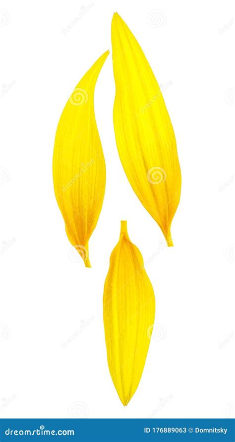 Sunflower Petals Isolated on White Background, Top View Stock Image - Image of petals, group ...