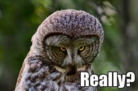 29 Funny Owl Memes That Are So Funny They're Actually a Hoot