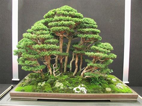 Amazing Original Bonsai Tree The ultimate guide | earthysai