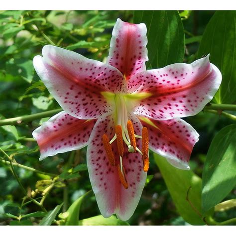 Asiatic Lily Fully Open Flower Asiatic Lily Lily-20 Inch By 30 Inch Laminated Poster With Bright ...