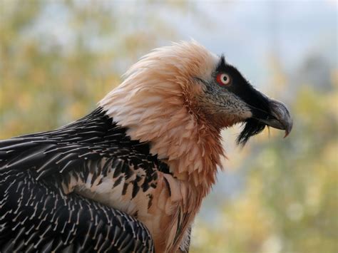 Birds of The World: Old World Vultures (Accipitridae)