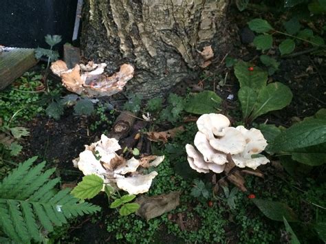 Tree fungus identification — BBC Gardeners' World Magazine