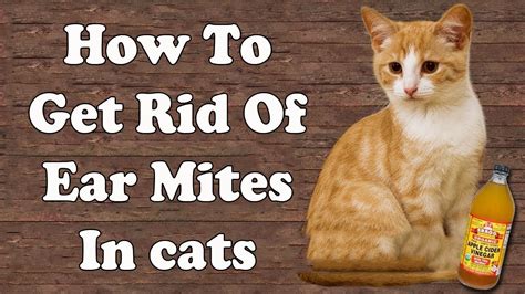 How To Get Rid of Ear Mites in Cats || Home Remedies for Ear Mites in Cats - YouTube