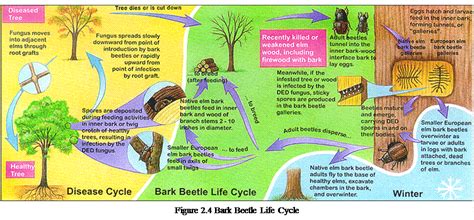 Study figure 2.4 and tell about Bark beetle life cycle. — Студопедия